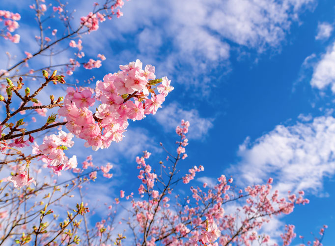 The best season to start studying abroad